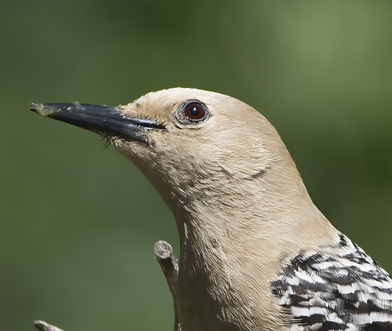Gila_Woodpecker_15_AZ_044