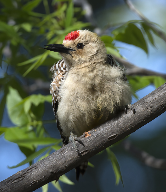 Gila_Woodpecker_15_AZ_054