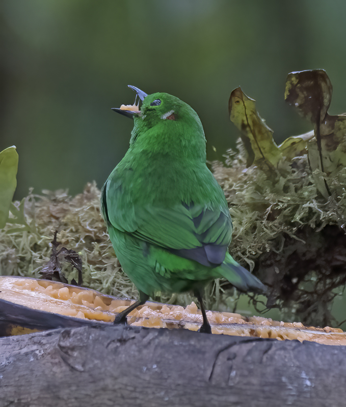 Glistening-green_Tanager_18_Ecuador_022