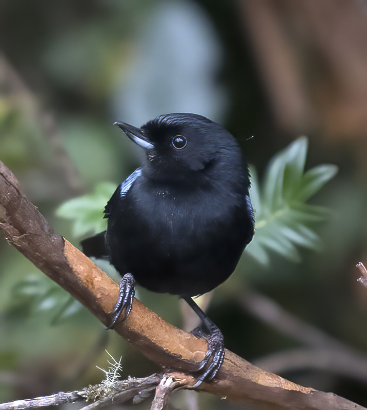 Glossy_Flowerpiercer_18_Ecuador_013