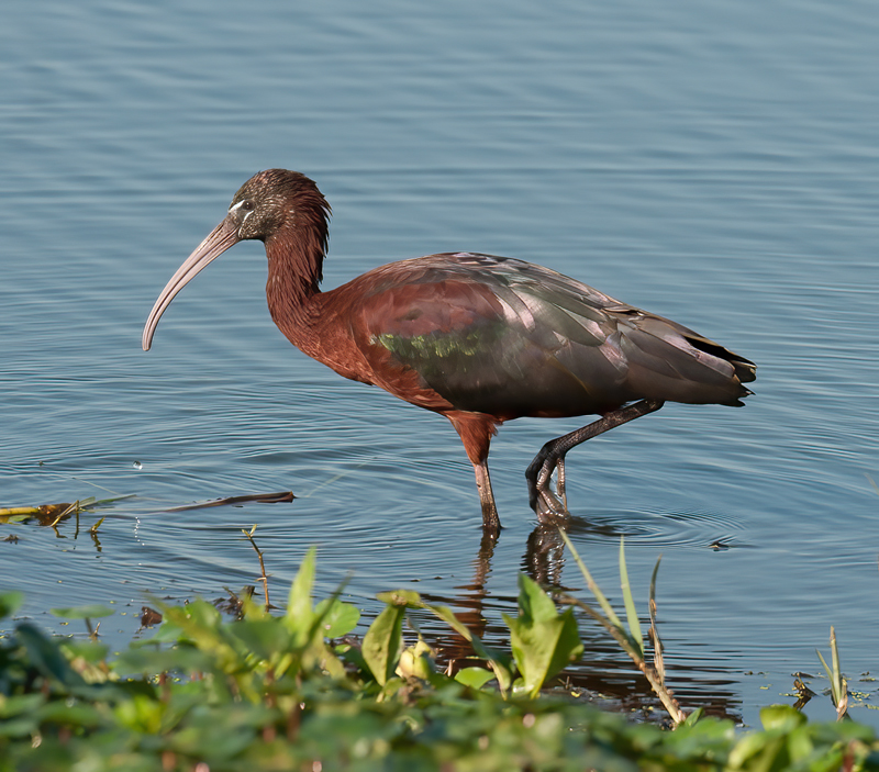Glossy_Ibis_09_FL_015