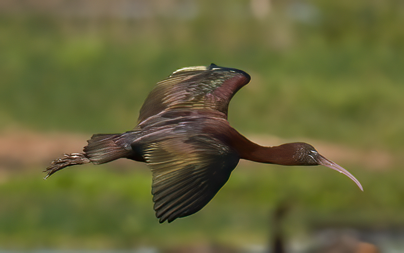 Glossy_Ibis_09_FL_019