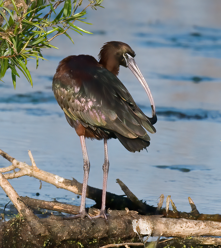Glossy_Ibis_09_FL_035