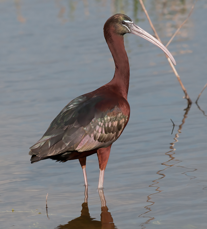 Glossy_Ibis_10_FL_008A