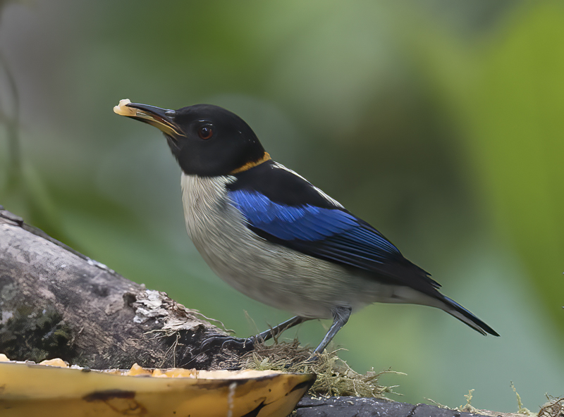 Golden-collared_Honeycreeper_18_Ecuador_005