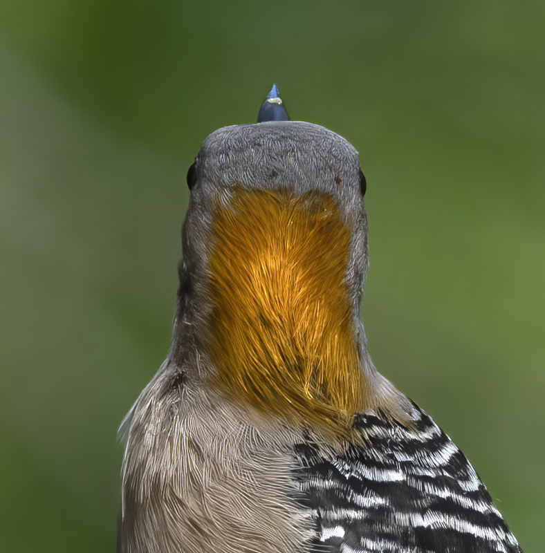 Golden-fronted_Woodpecker_19_TX_022