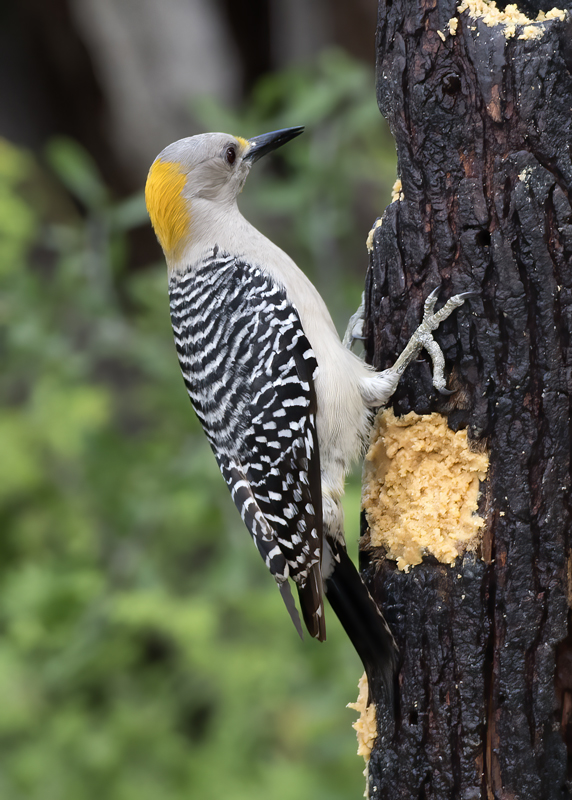Golden-fronted_Woodpecker_TX_18_103