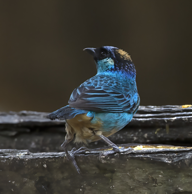 Golden-naped_Tanager_18_Ecuador_006