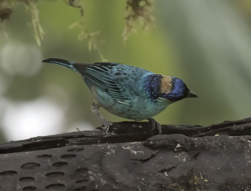 Golden-naped_Tanager_18_Ecuador_008