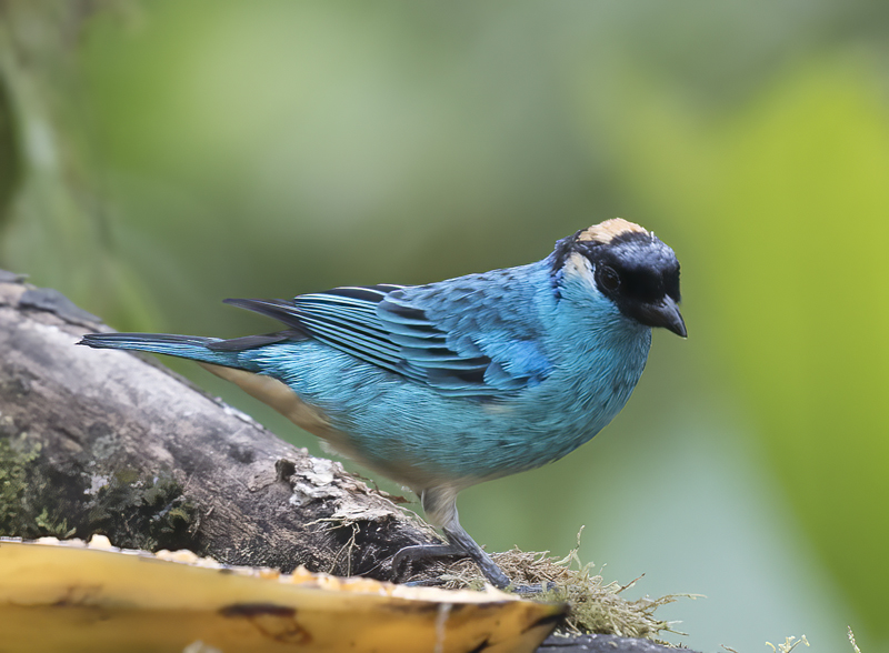 Golden-naped_Tanager_18_Ecuador_012