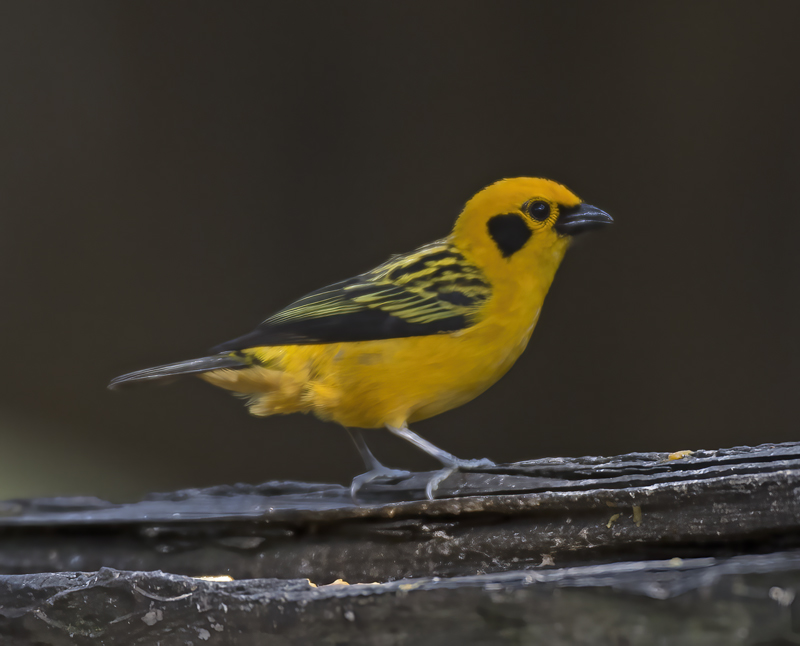 Golden_Tanager_18_Ecuador_004