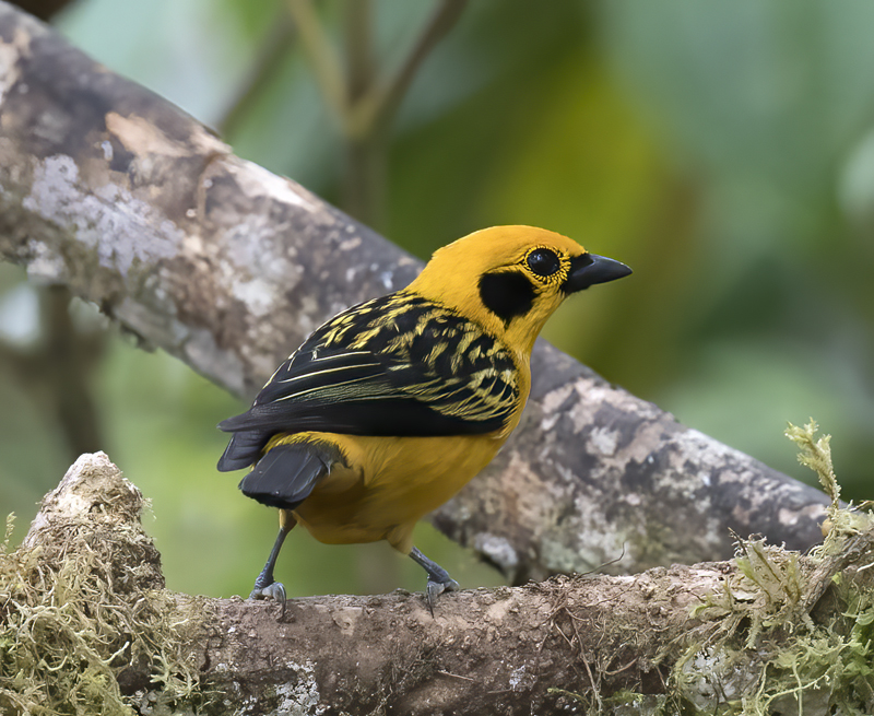 Golden_Tanager_18_Ecuador_015