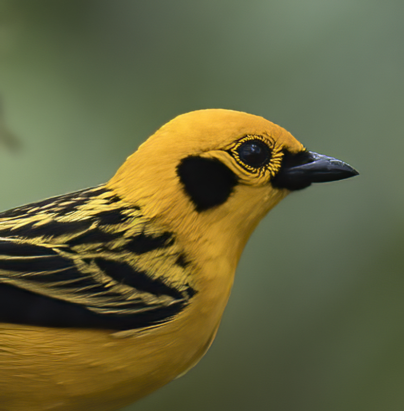 Golden_Tanager_18_Ecuador_021