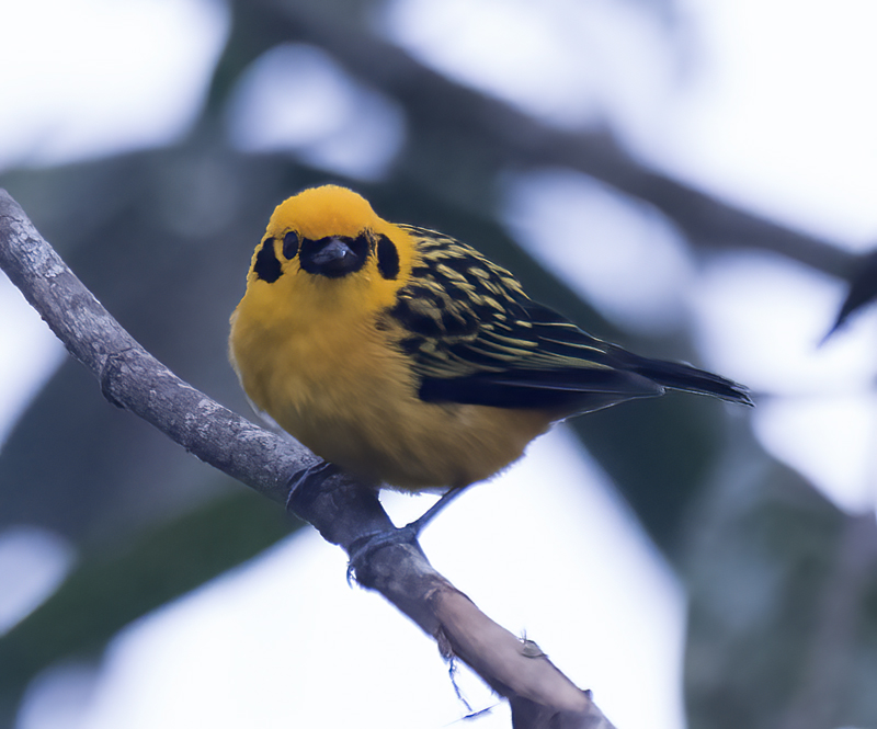 Golden_Tanager_18_Ecuador_041