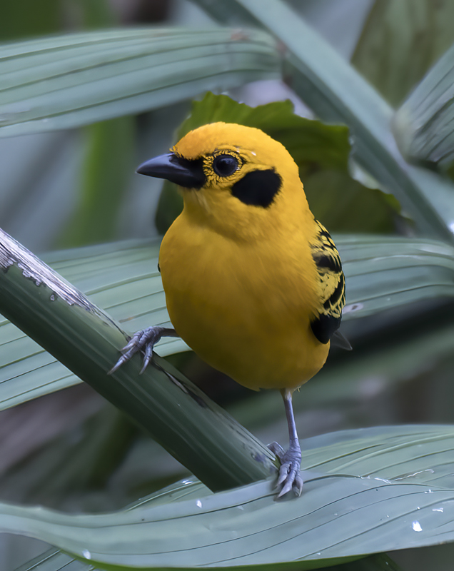 Golden_Tanager_18_Ecuador_043