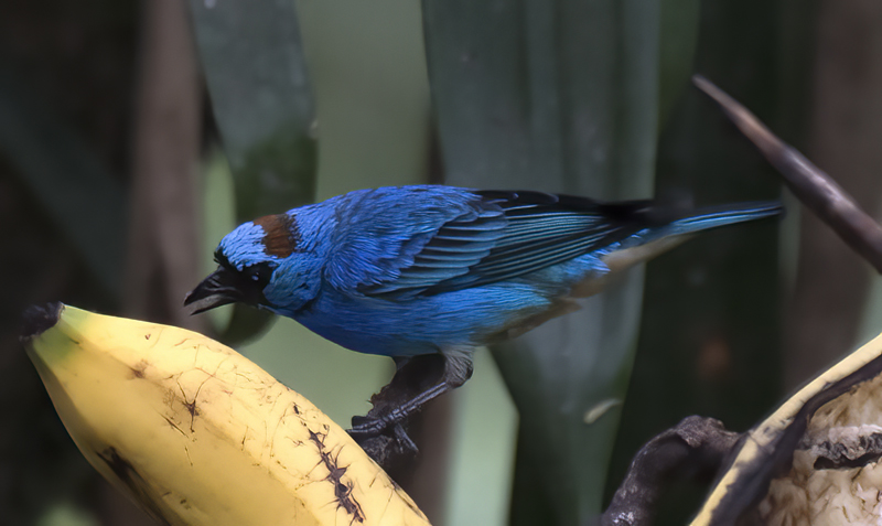 Golden_naped_Tanager_17_Peru_007