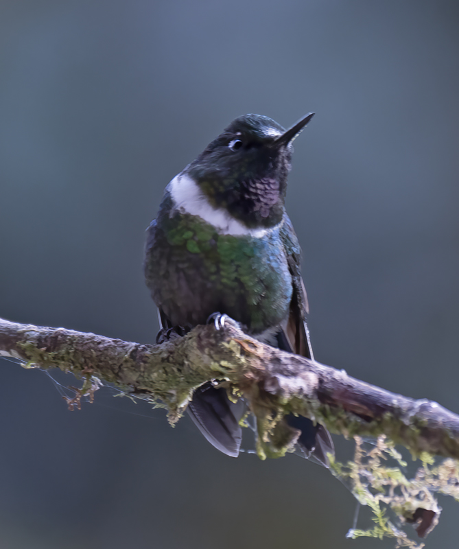 Gorgeted_Sunangel_18_Ecuador_003