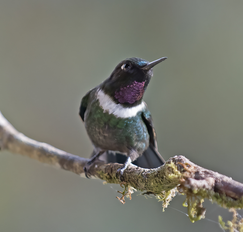 Gorgeted_Sunangel_18_Ecuador_031