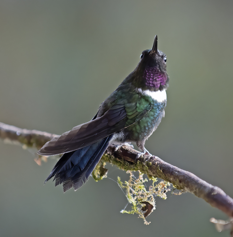 Gorgeted_Sunangel_18_Ecuador_032