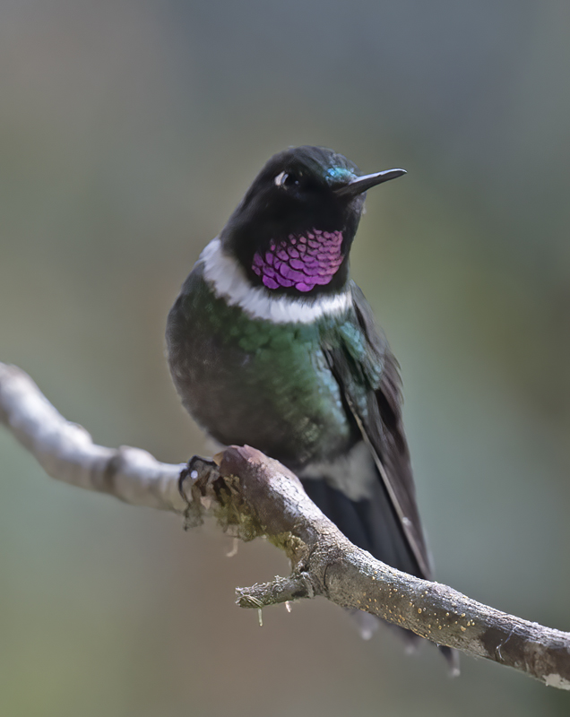 Gorgeted_Sunangel_18_Ecuador_035