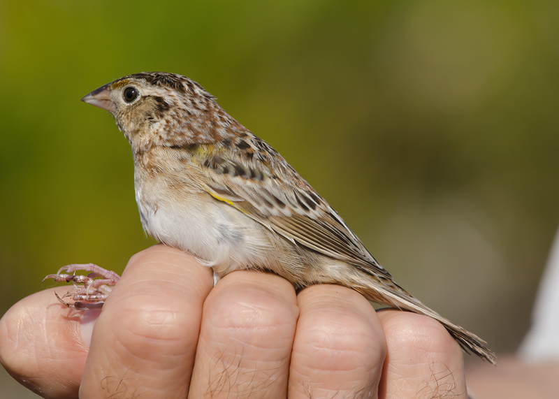 Grasshopper_Sparrow_11_FL_014