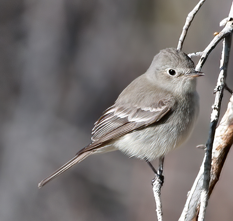 Gray_Flycatcher_13_CA_002
