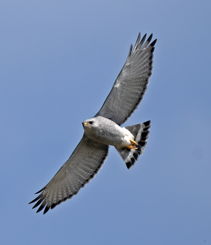 Gray_Hawk_24_TX_C_504