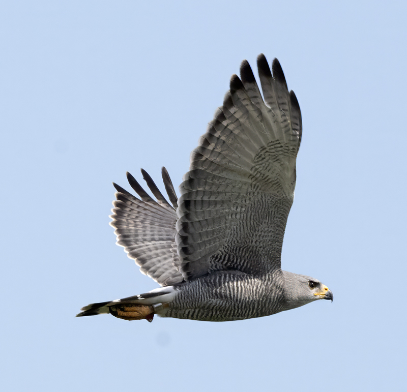 Gray_Hawk_24_TX_C_517