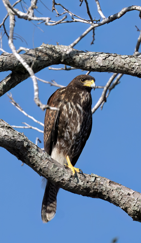 Gray_Hawk_24_TX_C_541