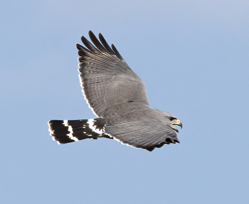 Gray_Hawk_24_TX_C_542