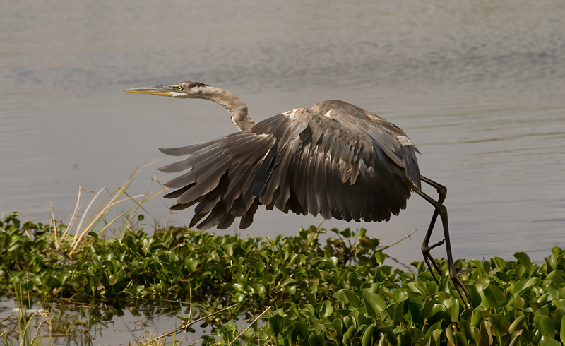 Great_Blue_Heron_08_FL_068