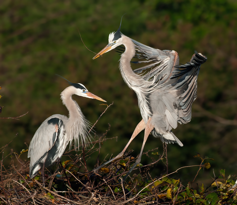 Great_Blue_Heron_09_FL_125