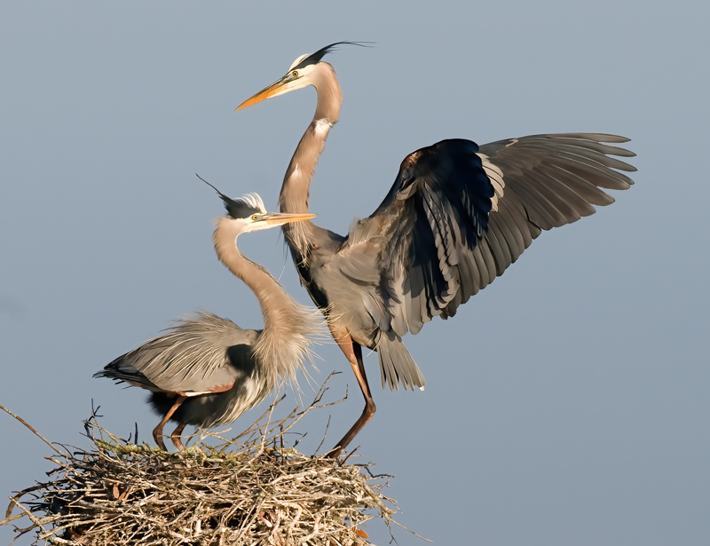 Great_Blue_Heron_09_FL_130