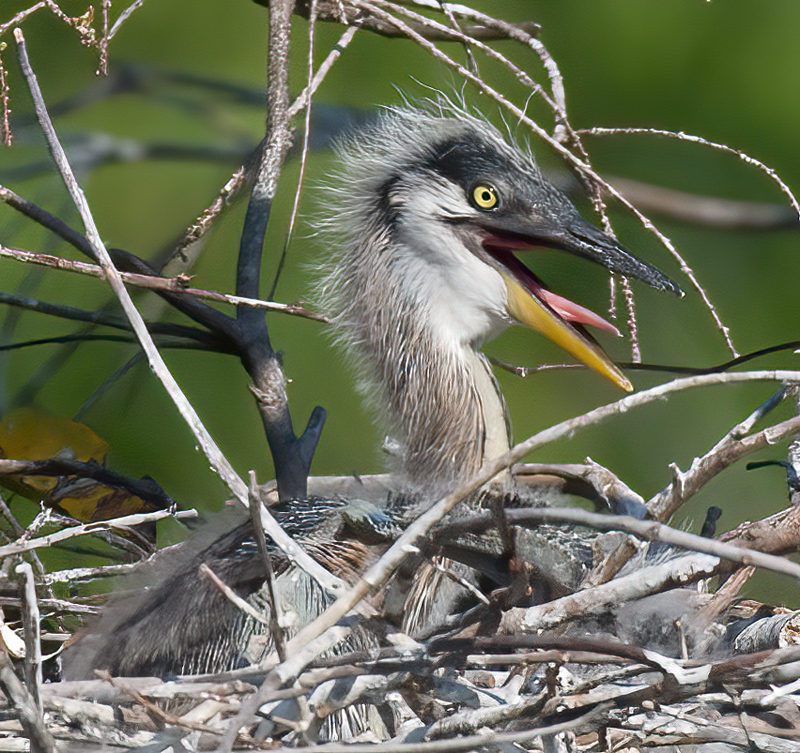 Great_Blue_Heron_09_FL_279