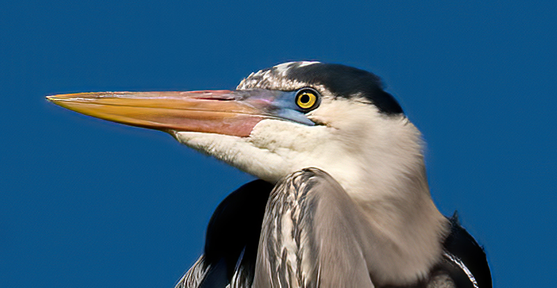 Great_Blue_Heron_09_FL_295