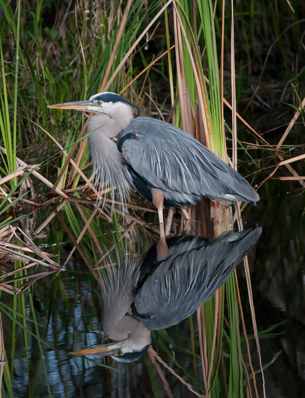 Great_Blue_Heron_10_FL_009