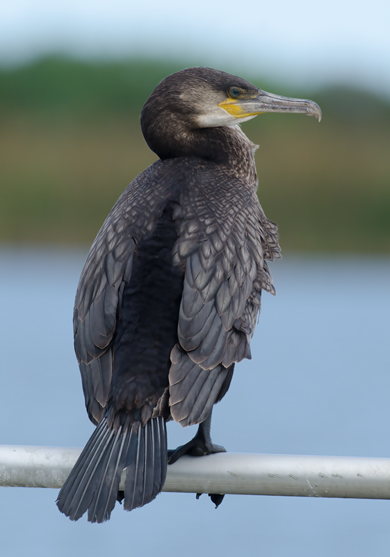 Great_Cormorant_11_FL_002