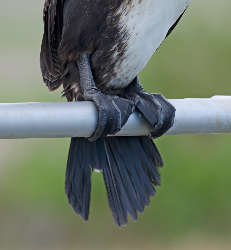 Great_Cormorant_11_FL_016