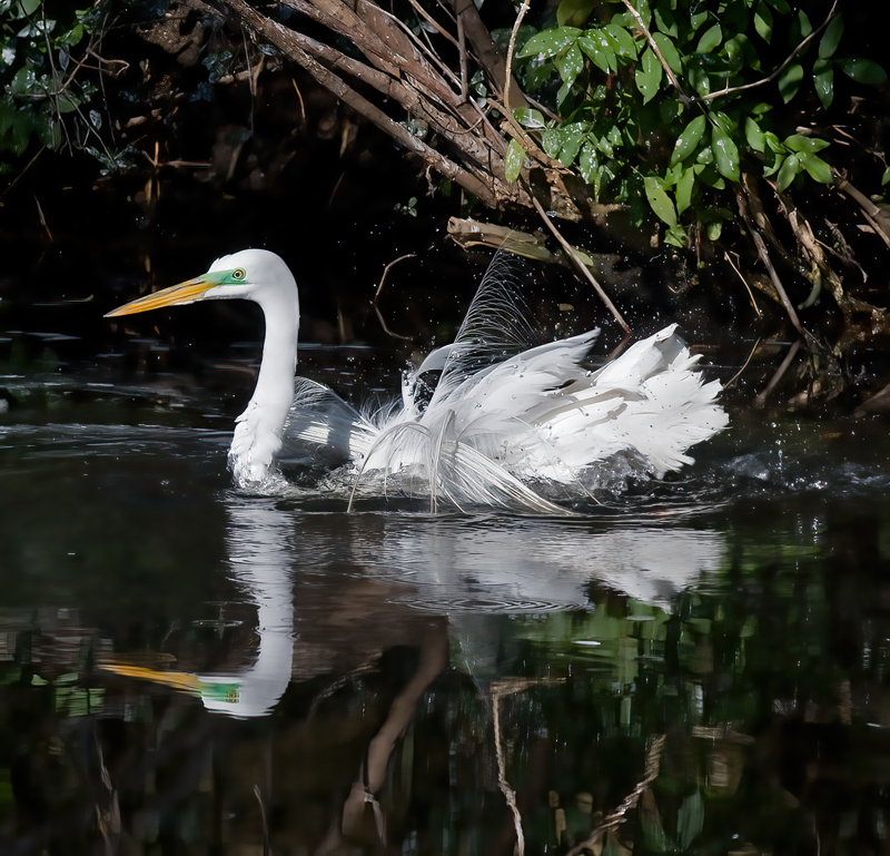 Great_Egret_10_FL_018