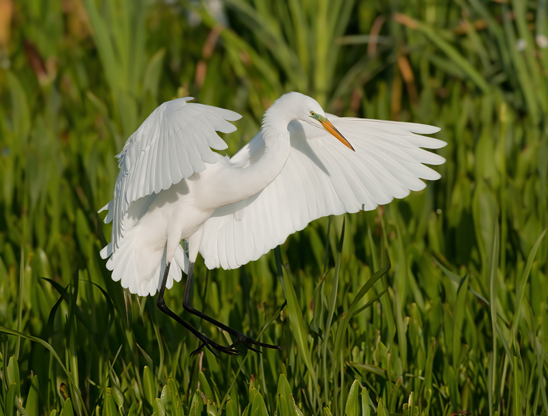 Great_Egret_10_FL_071