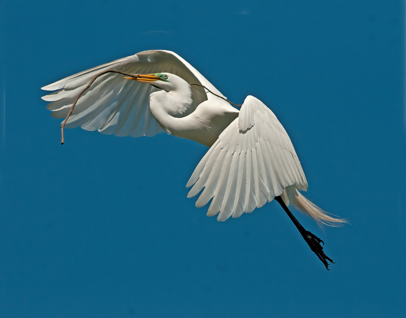 Great_Egret_10_FL_109