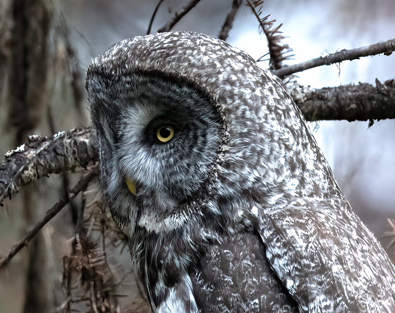 Great_Gray_Owl_23_Canada_C_001