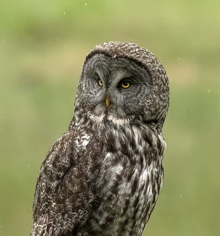 Great_Gray_Owl_23_Canada_C_008