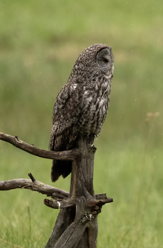 Great_Gray_Owl_23_Canada_C_010