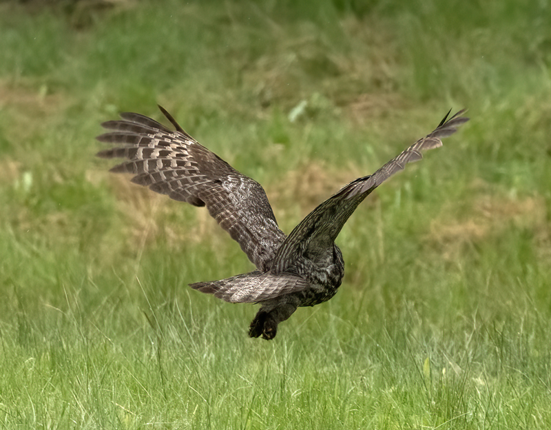 Great_Gray_Owl_23_Canada_C_018