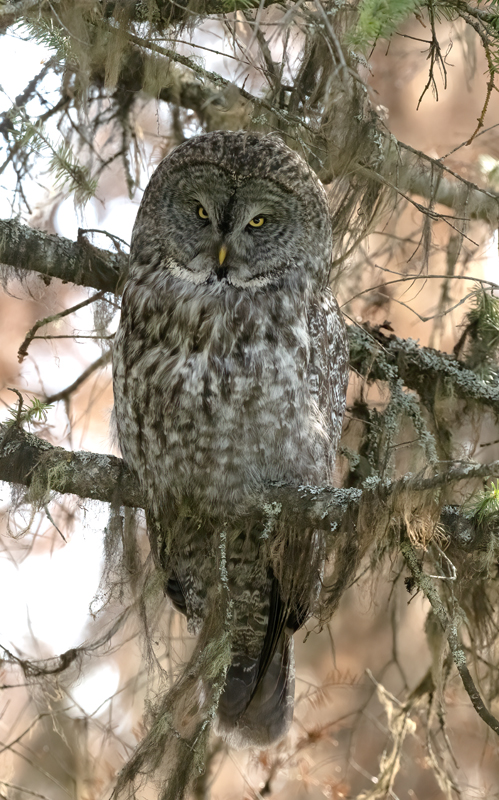 Great_Gray_Owl_23_Canada_C_042