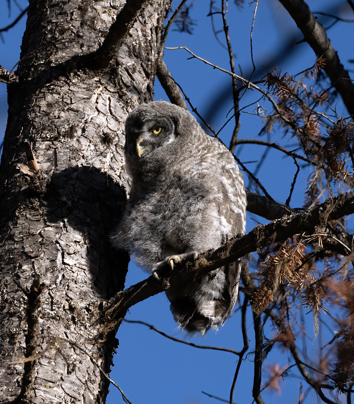 Great_Gray_Owl_23_Canada_L_543