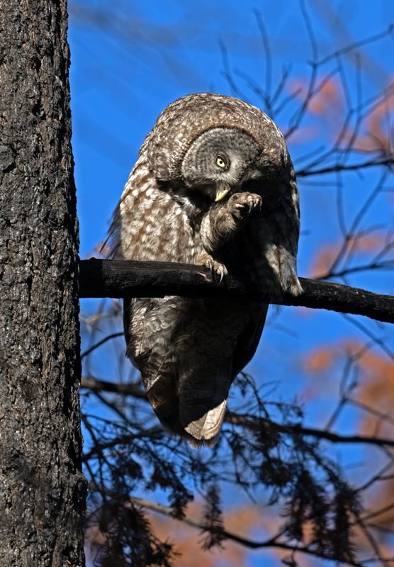 Great_Gray_Owl_23_Canada_L_549