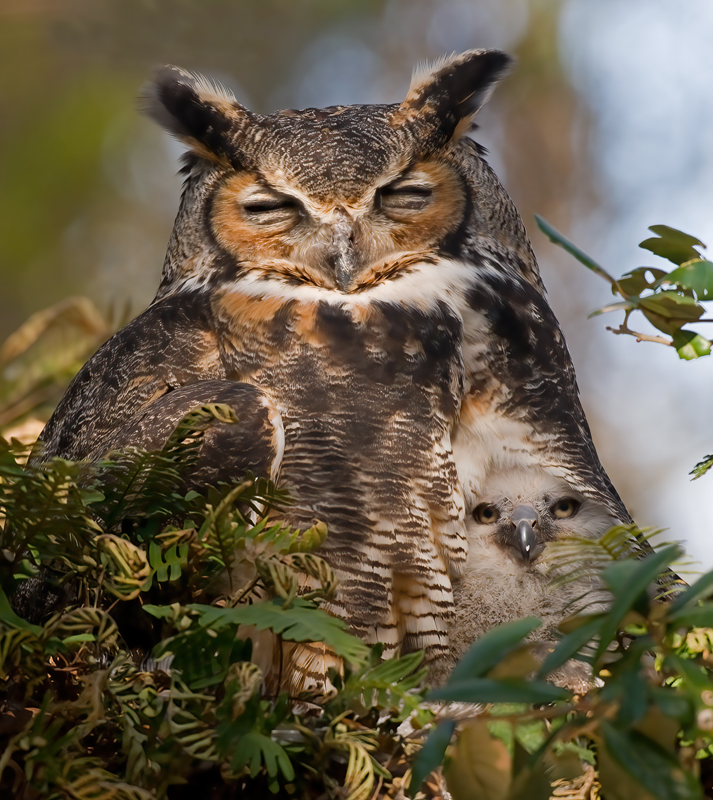 Great_Horned_Owl_10_FL_046