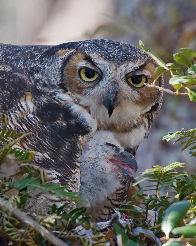 Great_Horned_Owl_10_FL_084